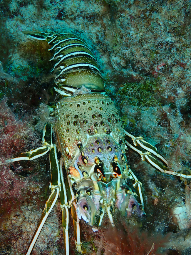 Royal spiny lobster - Panulirus regius Sal, Cabo Verde. Cabo Verde,Fall,Geotagged,Panulirus regius,Royal spiny lobster