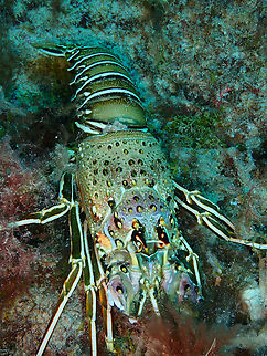 Royal spiny lobster - Panulirus regius Sal, Cabo Verde. Cabo Verde,Fall,Geotagged,Panulirus regius,Royal spiny lobster
