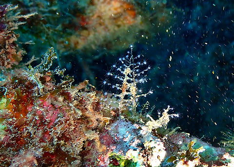 Christmas Tree Hydroid - Pennaria disticha Sal, Cabo Verde. Cabo Verde,Christmas Tree Hydroid,Fall,Geotagged,Pennaria disticha