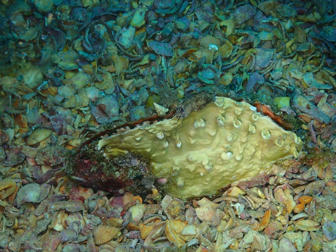 Pinna rudis Sal, Cabo Verde. Cabo Verde,Fall,Geotagged,Pinna rudis