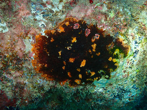 Schizoporella errata Sal, Cabo Verde. Branching bryozoan,Cabo Verde,Fall,Geotagged,Schizoporella errata