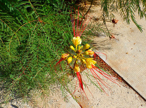 Bird of Paradise - Caesalpinia gilliesii Public garden.
Murdeira, Sal, Cabo Verde. Bird of Paradise,Cabo Verde,Caesalpinia gilliesii,Fall,Geotagged