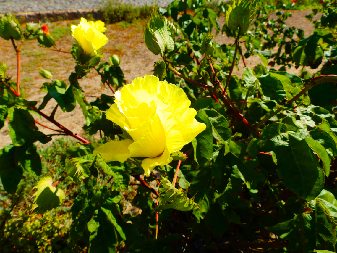 Cotton - Gossypium Public garden.<br />
Murdeira, Sal, Cabo Verde. Cabo Verde,Fall,Geotagged