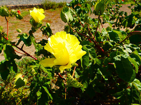 Cotton - Gossypium Public garden.
Murdeira, Sal, Cabo Verde. Cabo Verde,Fall,Geotagged