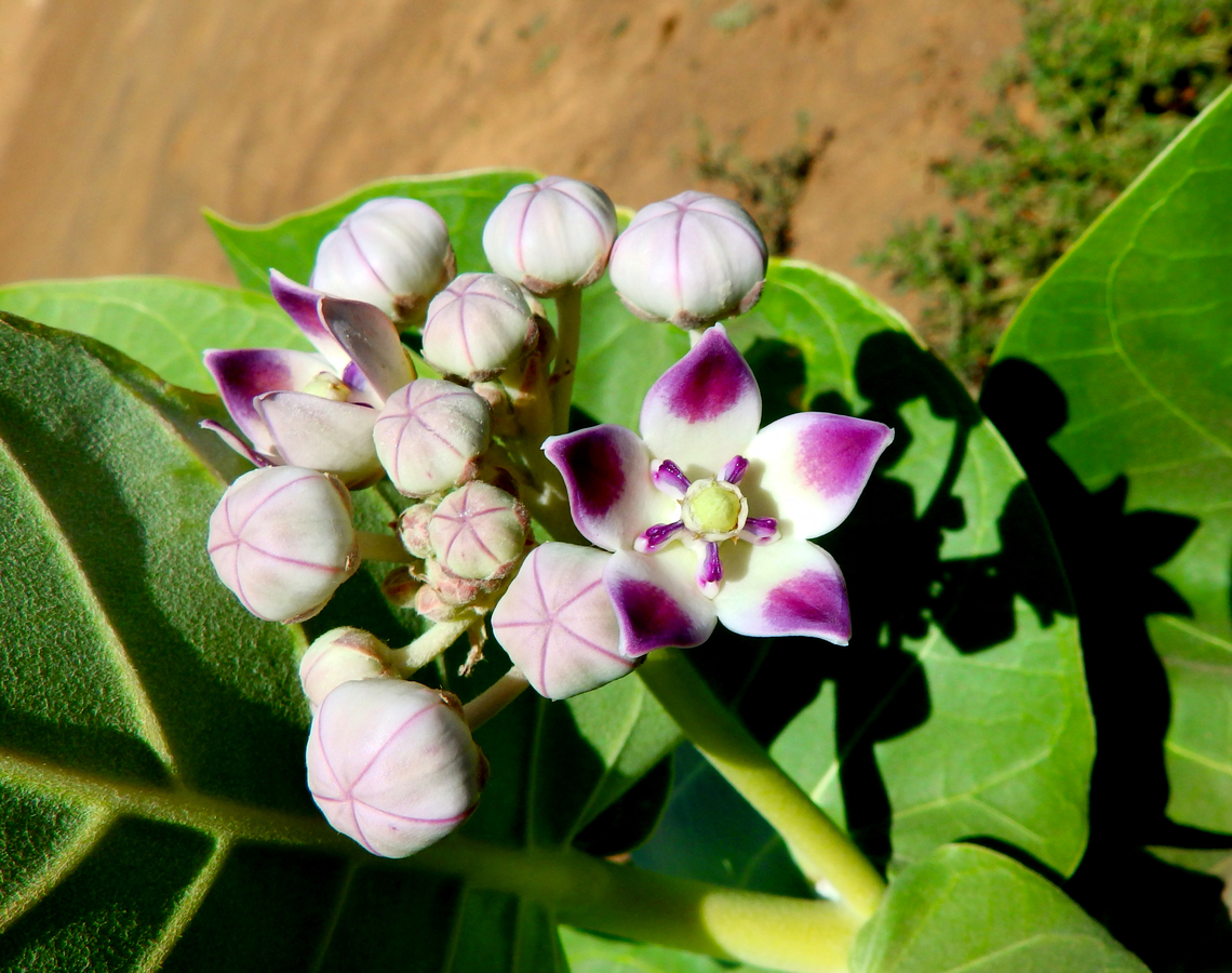 Calotropis procera NW desert near Monte Leste, Sal, Cabo Verde. Cabo Verde,Calotrope,Calotropis procera,Fall,Geotagged