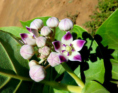 Calotropis procera NW desert near Monte Leste, Sal, Cabo Verde. Cabo Verde,Calotrope,Calotropis procera,Fall,Geotagged