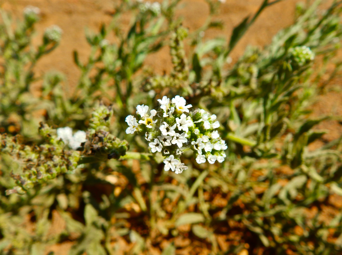 Turnsole - Heliotropium ramosissimum NW desert near Monte Leste, Sal, Cabo Verde.  Cabo Verde,Fall,Geotagged,Heliotropium ramosissimum,Turnsole