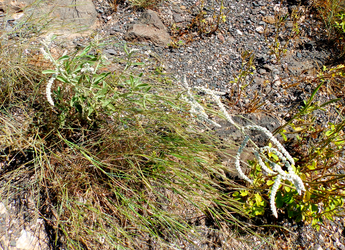 Kapok Bush - Aerva javanica Buracona, Sal, Cabo Verde. Aerva javanica,Cabo Verde,Fall,Geotagged,Kapok Bush