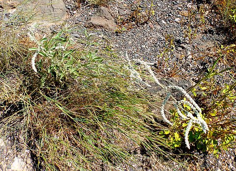 Kapok Bush - Aerva javanica Buracona, Sal, Cabo Verde. Aerva javanica,Cabo Verde,Fall,Geotagged,Kapok Bush
