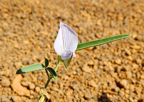 Unidentified NW desert near Monte Leste, Sal, Cabo Verde.  Cabo Verde,Fall,Geotagged