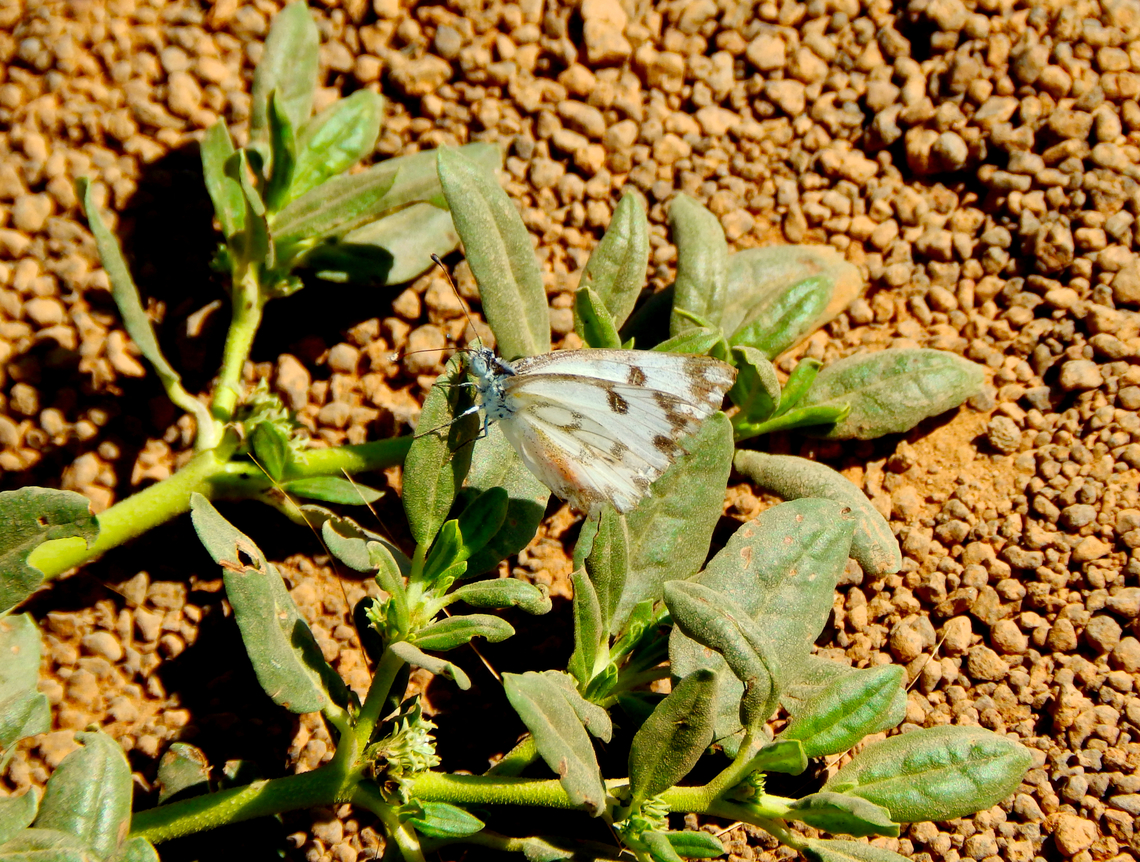Desert White - Pontia glauconome NW desert near Monte Leste, Sal, Cabo Verde.  Cabo Verde,Desert White,Fall,Geotagged,Pontia glauconome
