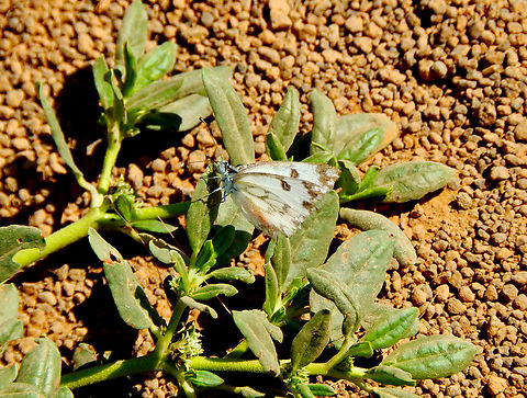 Desert White - Pontia glauconome NW desert near Monte Leste, Sal, Cabo Verde.  Cabo Verde,Desert White,Fall,Geotagged,Pontia glauconome
