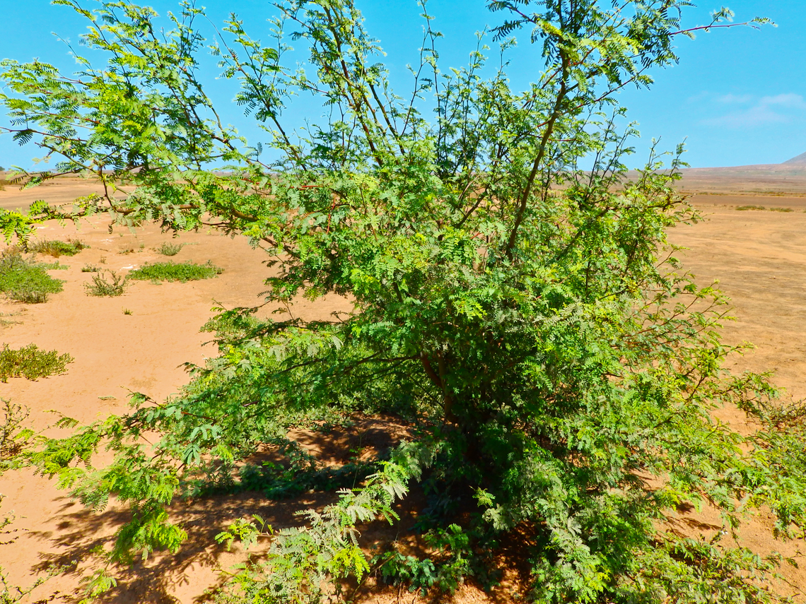 Acacia caboverdiana NW desert near Monte Leste, Sal, Cabo Verde.  Acacia caboverdeana,Cabo Verde,Cape Verde  Acacia,Fall,Geotagged