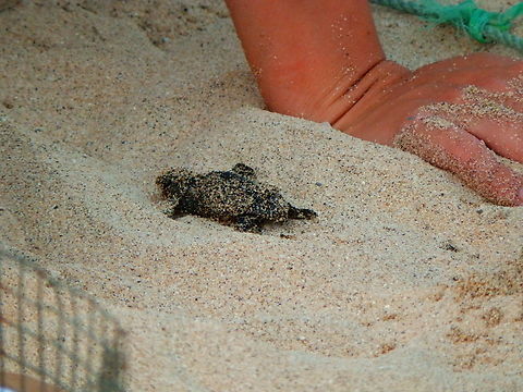 Loggerhead sea turtle - Caretta caretta hatchling Project Biodiversity, Turtle Hatchery, Sal, Cabo Verde Cabo Verde,Caretta caretta,Fall,Geotagged,Loggerhead sea turtle