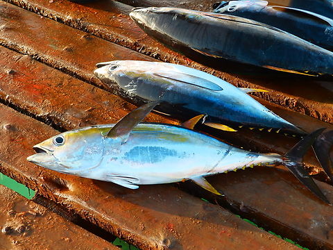 Yellowfin tuna - Thunnus albacares Santa Maria Pier, catch of the day. Sal, Cabo Verde. Cabo Verde,Fall,Geotagged,Thunnus albacares,Yellowfin tuna