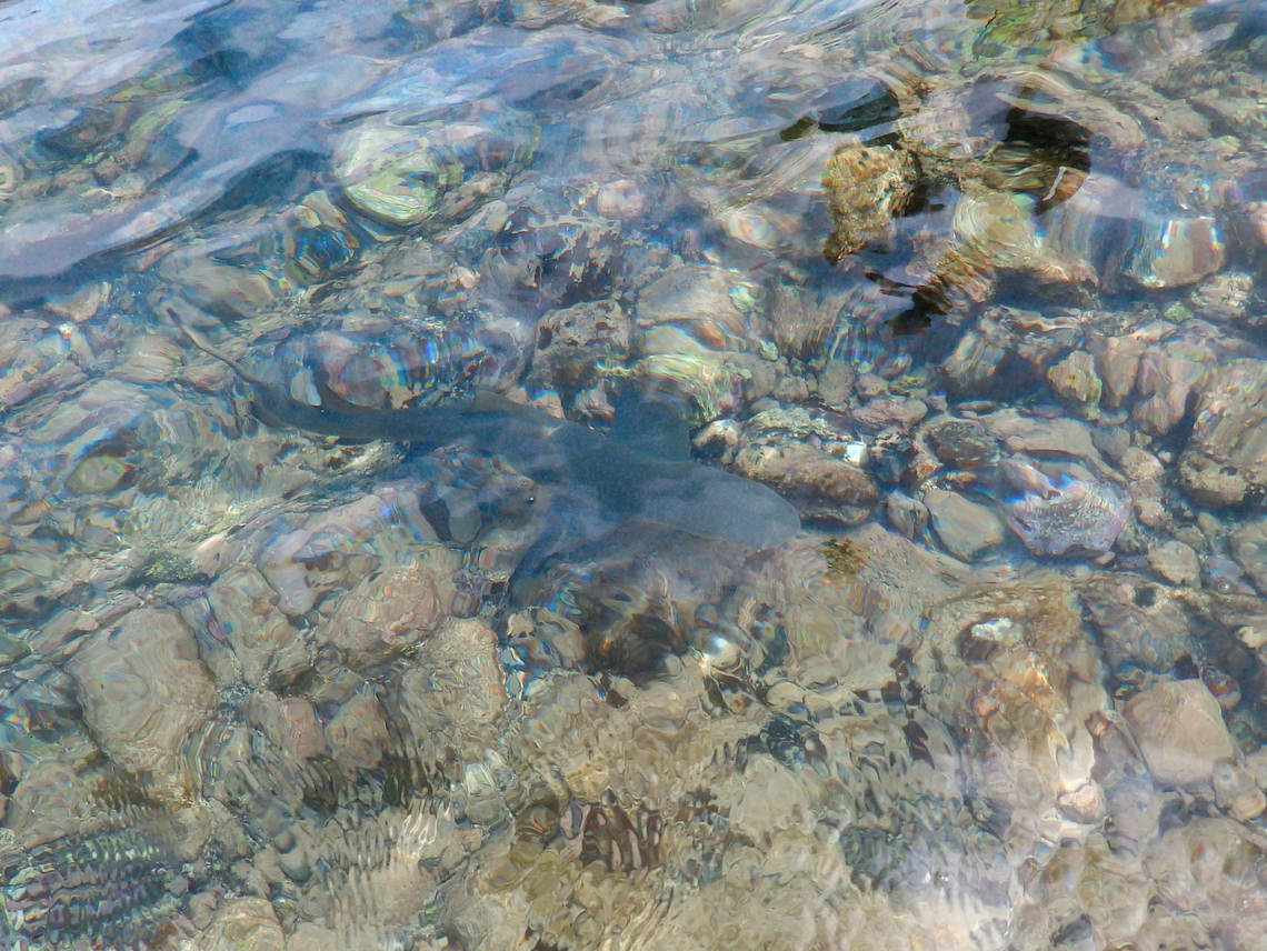Baby Lemon shark - Negaprion brevirostris Shark Bay, Sal, Cabo Verde. Cabo Verde,Fall,Geotagged,Lemon shark,Negaprion brevirostris
