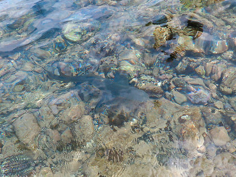 Baby Lemon shark - Negaprion brevirostris Shark Bay, Sal, Cabo Verde. Cabo Verde,Fall,Geotagged,Lemon shark,Negaprion brevirostris