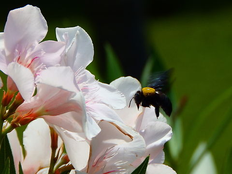 Pubescent Carpenter Bee - Xylocopa pubescens Garden near Sta Maria, Sal, CV. Cabo Verde,Fall,Geotagged,Pubescent Carpenter Bee,Xylocopa pubescens