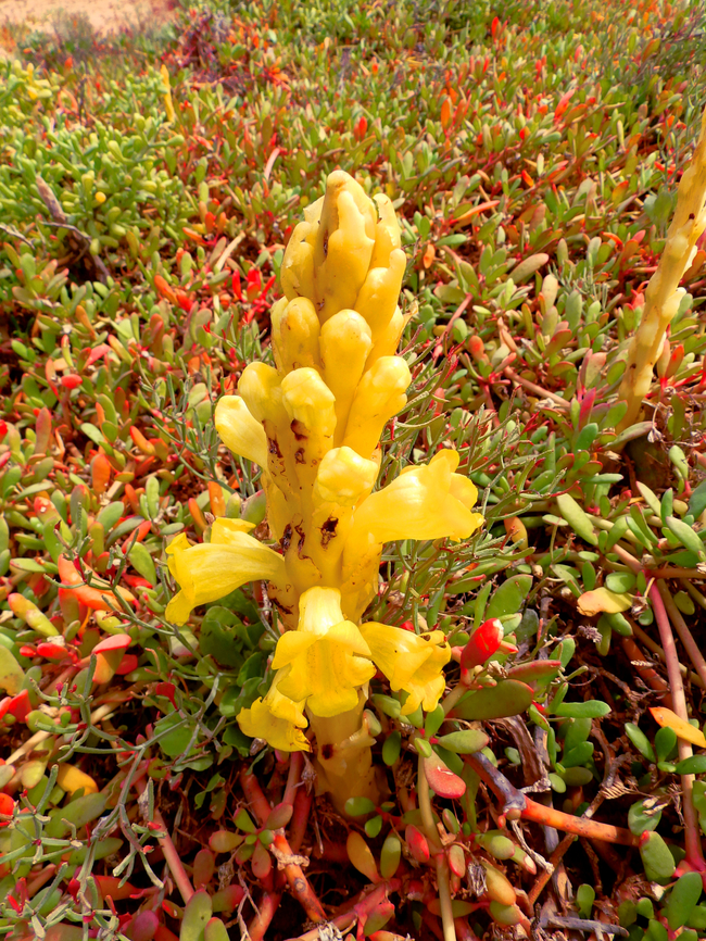 Yellow broomrape - Cistanche phelypaea Shark Bay, Sal, Cabo Verde.  Cabo Verde,Cistanche phelypaea,Fall,Geotagged,Yellow broomrape