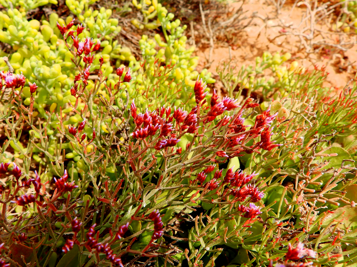 Limonium braunii Shark Bay, Sal, Cabo Verde.  Cabo Verde,Fall,Geotagged,Limonium braunii