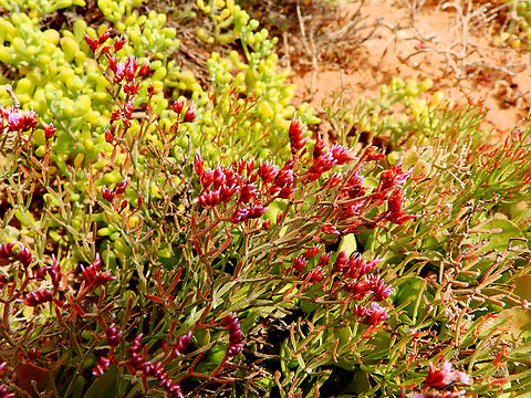Limonium braunii Shark Bay, Sal, Cabo Verde.  Cabo Verde,Fall,Geotagged,Limonium braunii