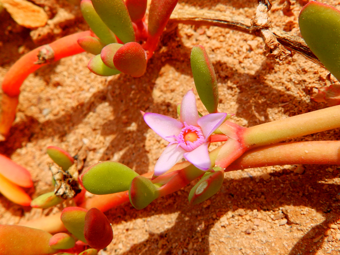 Shoreline purslane - Sesuvium portulacastrum Shark Bay, Sal, Cabo Verde.  Cabo Verde,Fall,Geotagged,Sesuvium portulacastrum,Shoreline purslane