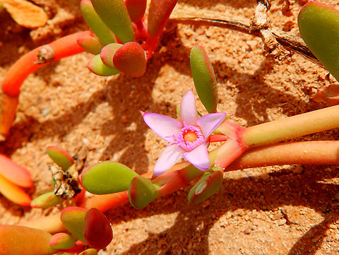 Shoreline purslane - Sesuvium portulacastrum Shark Bay, Sal, Cabo Verde.  Cabo Verde,Fall,Geotagged,Sesuvium portulacastrum,Shoreline purslane