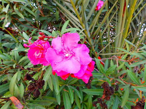 Oleander - Nerium oleander Natural Park of El Hondo, Elche/Crevillente, Alicante - Spain Fall,Geotagged,Nerium oleander,Oleander,Spain