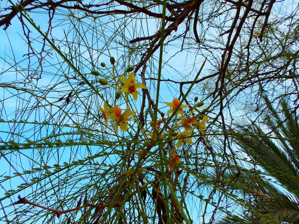 Parkinsonia aculeata Cultivated. <br />
Natural Park of El Hondo, Elche/Crevillente, Alicante - Spain  Fall,Geotagged,Parkinsonia aculeata,Spain