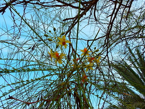 Parkinsonia aculeata Cultivated. 
Natural Park of El Hondo, Elche/Crevillente, Alicante - Spain  Fall,Geotagged,Parkinsonia aculeata,Spain