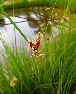 Sea clubrush - Scirpus/Bolboschoenus maritimus Natural Park of El Hondo, Elche/Crevillente, Alicante - Spain  Bolboschoenus maritimus,Fall,Geotagged,Sea clubrush,Spain