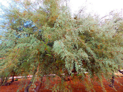 Taray - Tamarix boveana Natural Park of El Hondo, Elche/Crevillente, Alicante - Spain  Fall,Geotagged,Spain,Tamarix boveana,Taray