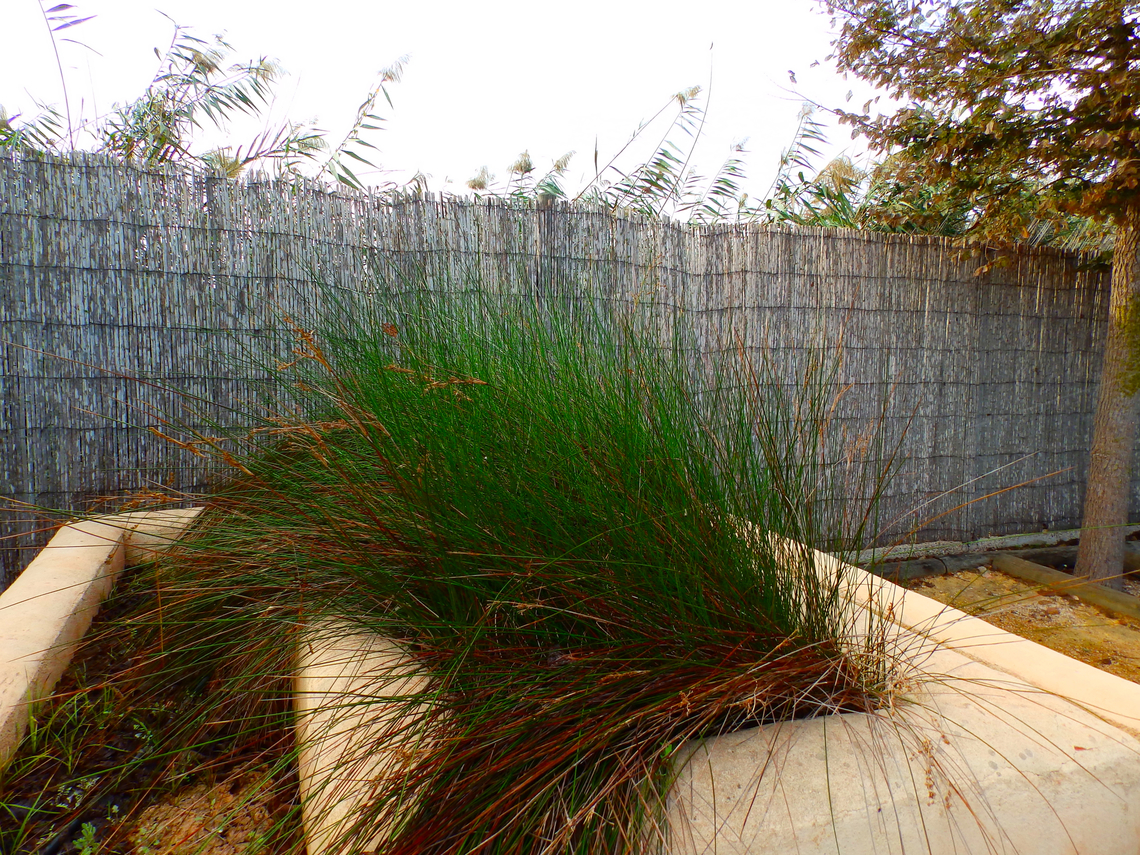 Somerset rush - Juncus subulatus Natural Park of El Hondo, Elche/Crevillente, Alicante - Spain  Fall,Geotagged,Juncus subulatus,Spain