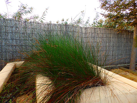 Somerset rush - Juncus subulatus Natural Park of El Hondo, Elche/Crevillente, Alicante - Spain  Fall,Geotagged,Juncus subulatus,Spain