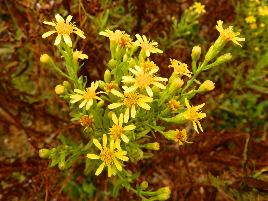 False Yellowhead - Dittrichia viscosa Natural Park of El Hondo, Elche/Crevillente, Alicante - Spain  Dittrichia viscosa,Fall,False Yellowhead,Geotagged,Spain