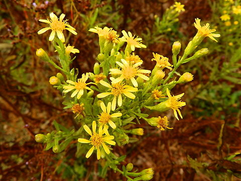 False Yellowhead - Dittrichia viscosa Natural Park of El Hondo, Elche/Crevillente, Alicante - Spain  Dittrichia viscosa,Fall,False Yellowhead,Geotagged,Spain