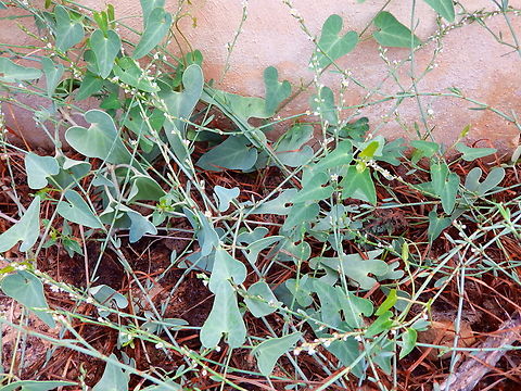 Stranglewort - Cynanchum acutum Natural Park of El Hondo, Elche/Crevillente, Alicante - Spain  Cynanchum acutum,Fall,Geotagged,Spain,Stranglewort