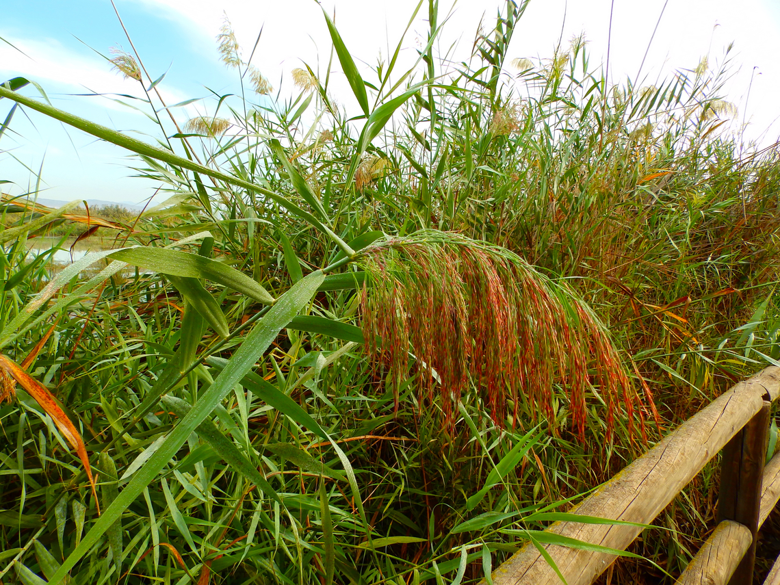 Common reed - Phragmites australis Natural Park of El Hondo, Elche/Crevillente, Alicante - Spain  Common reed,Fall,Geotagged,Phragmites australis,Spain