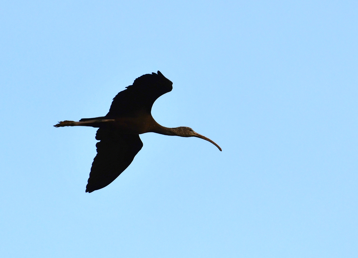 Glossy Ibis - Plegadis falcinellus Natural Park of El Hondo, Elche/Crevillente, Alicante - Spain  Fall,Geotagged,Glossy Ibis,Plegadis falcinellus,Spain