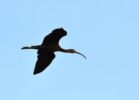 Glossy Ibis - Plegadis falcinellus Natural Park of El Hondo, Elche/Crevillente, Alicante - Spain  Fall,Geotagged,Glossy Ibis,Plegadis falcinellus,Spain