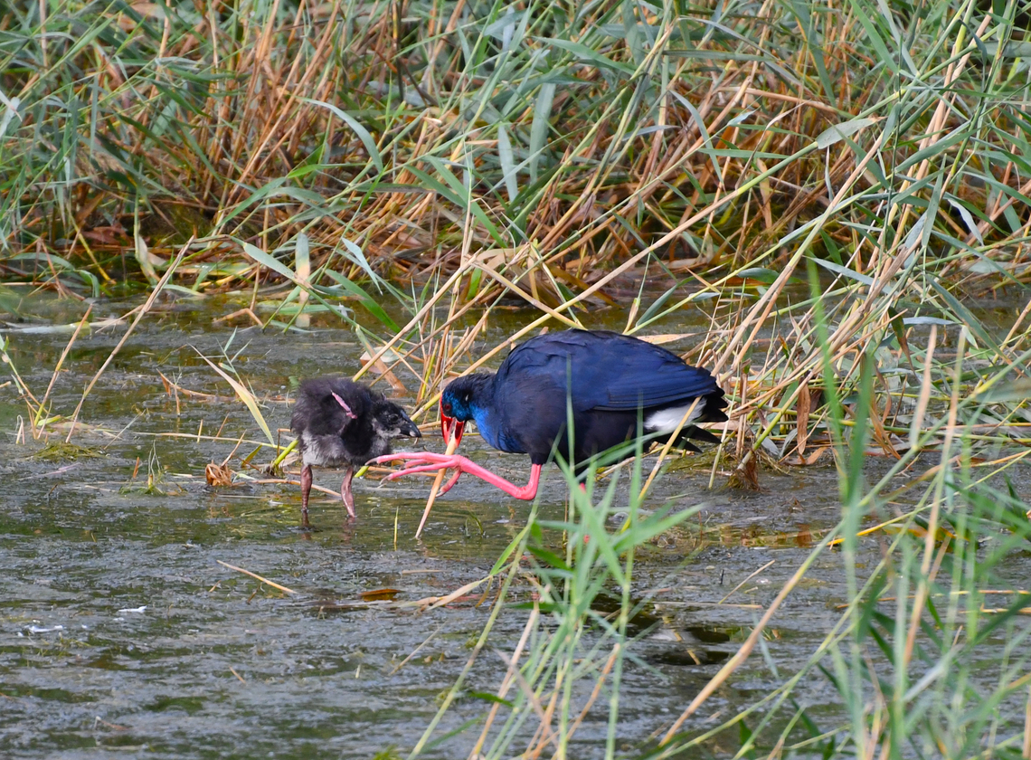 Western swamphen - Porphyrio porphyrio Natural Park of El Hondo, Elche/Crevillente, Alicante - Spain  Fall,Geotagged,Porphyrio porphyrio,Spain,Western swamphen