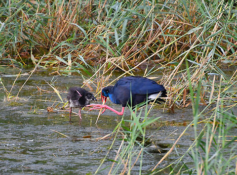 Western swamphen - Porphyrio porphyrio Natural Park of El Hondo, Elche/Crevillente, Alicante - Spain  Fall,Geotagged,Porphyrio porphyrio,Spain,Western swamphen