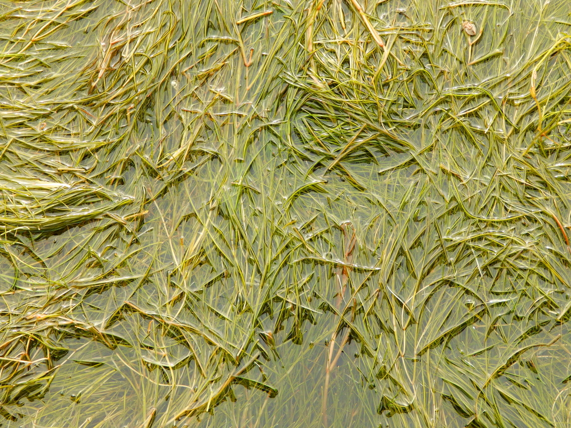 Althenia orientalis Natural Park of El Hondo, Elche/Crevillente, Alicante - Spain  Althenia orientalis,Fall,Geotagged,Spain