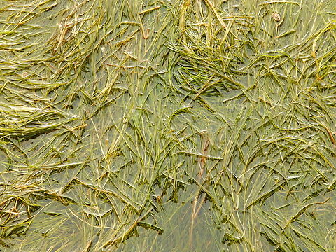 Althenia orientalis Natural Park of El Hondo, Elche/Crevillente, Alicante - Spain  Althenia orientalis,Fall,Geotagged,Spain
