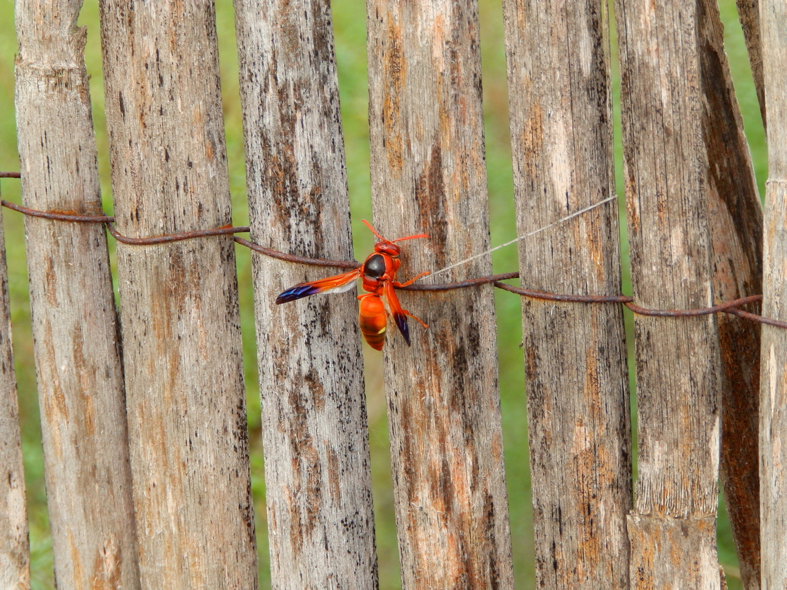 Rhynchium oculatum Natural Park of El Hondo, Elche/Crevillente, Alicante - Spain  Fall,Geotagged,Rhynchium oculatum,Spain