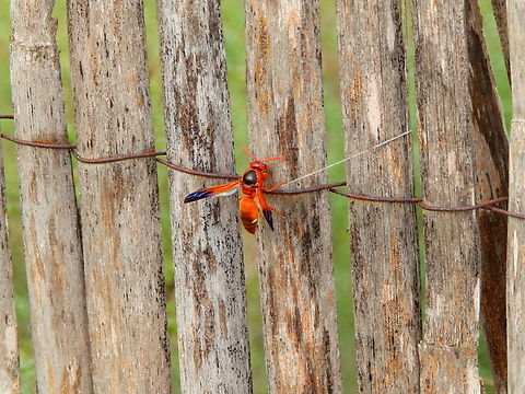 Rhynchium oculatum Natural Park of El Hondo, Elche/Crevillente, Alicante - Spain  Fall,Geotagged,Rhynchium oculatum,Spain