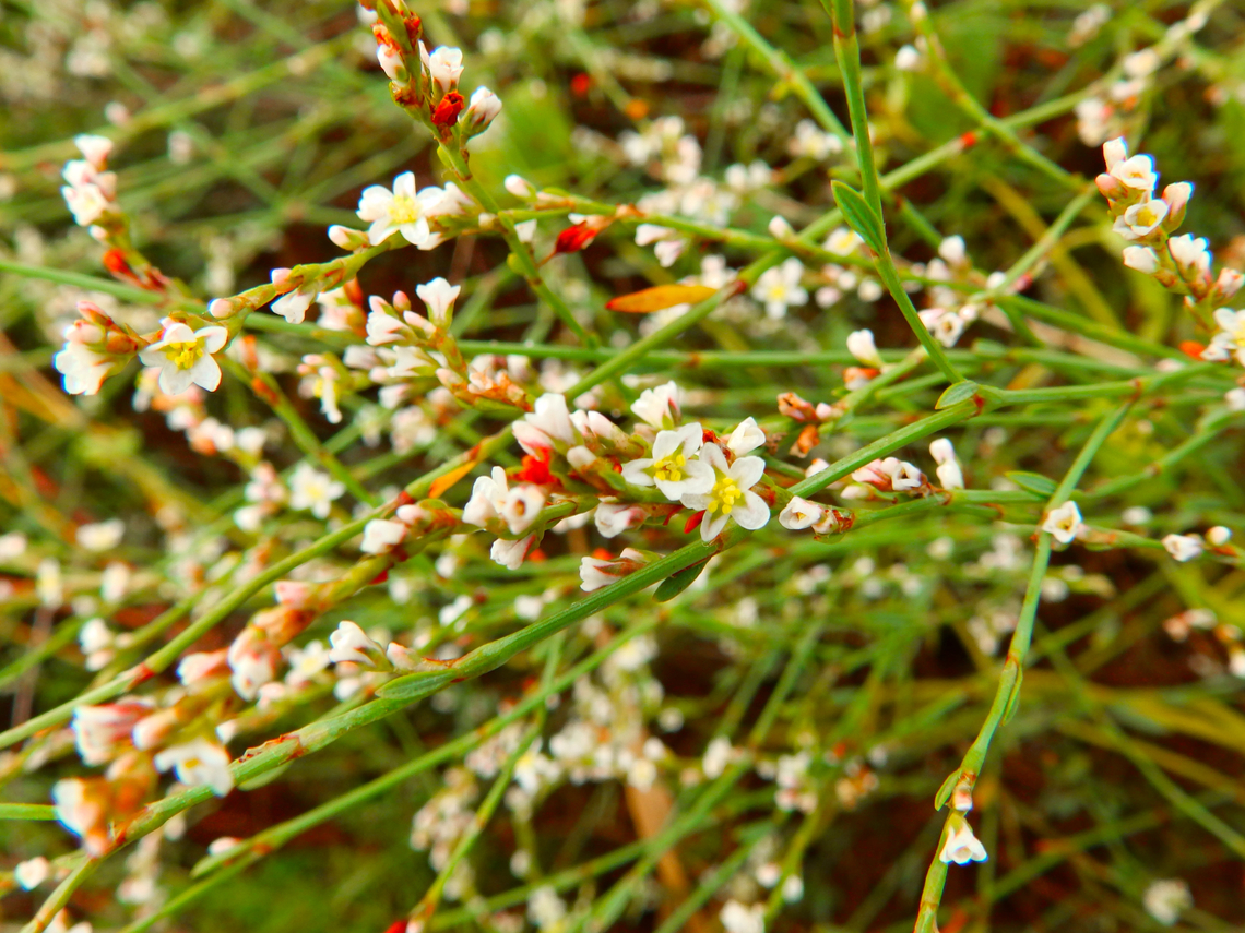 Polygonum equisetiforme Natural Park of El Hondo, Elche/Crevillente, Alicante - Spain  Centinodia leñosa,Fall,Geotagged,Polygonum equisetiforme,Spain