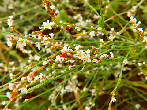 Polygonum equisetiforme Natural Park of El Hondo, Elche/Crevillente, Alicante - Spain  Centinodia le&ntilde;osa,Fall,Geotagged,Polygonum equisetiforme,Spain