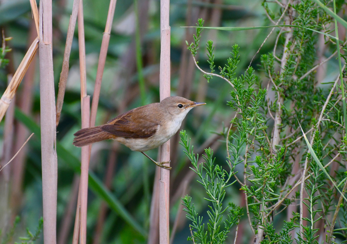 Eurasian Reed Warbler - Acrocephalus scirpaceus Natural Park of El Hondo, Elche/Crevillente, Alicante - Spain  Acrocephalus scirpaceus,Eurasian Reed Warbler,Fall,Geotagged,Spain