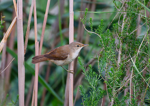 Eurasian Reed Warbler - Acrocephalus scirpaceus Natural Park of El Hondo, Elche/Crevillente, Alicante - Spain  Acrocephalus scirpaceus,Eurasian Reed Warbler,Fall,Geotagged,Spain